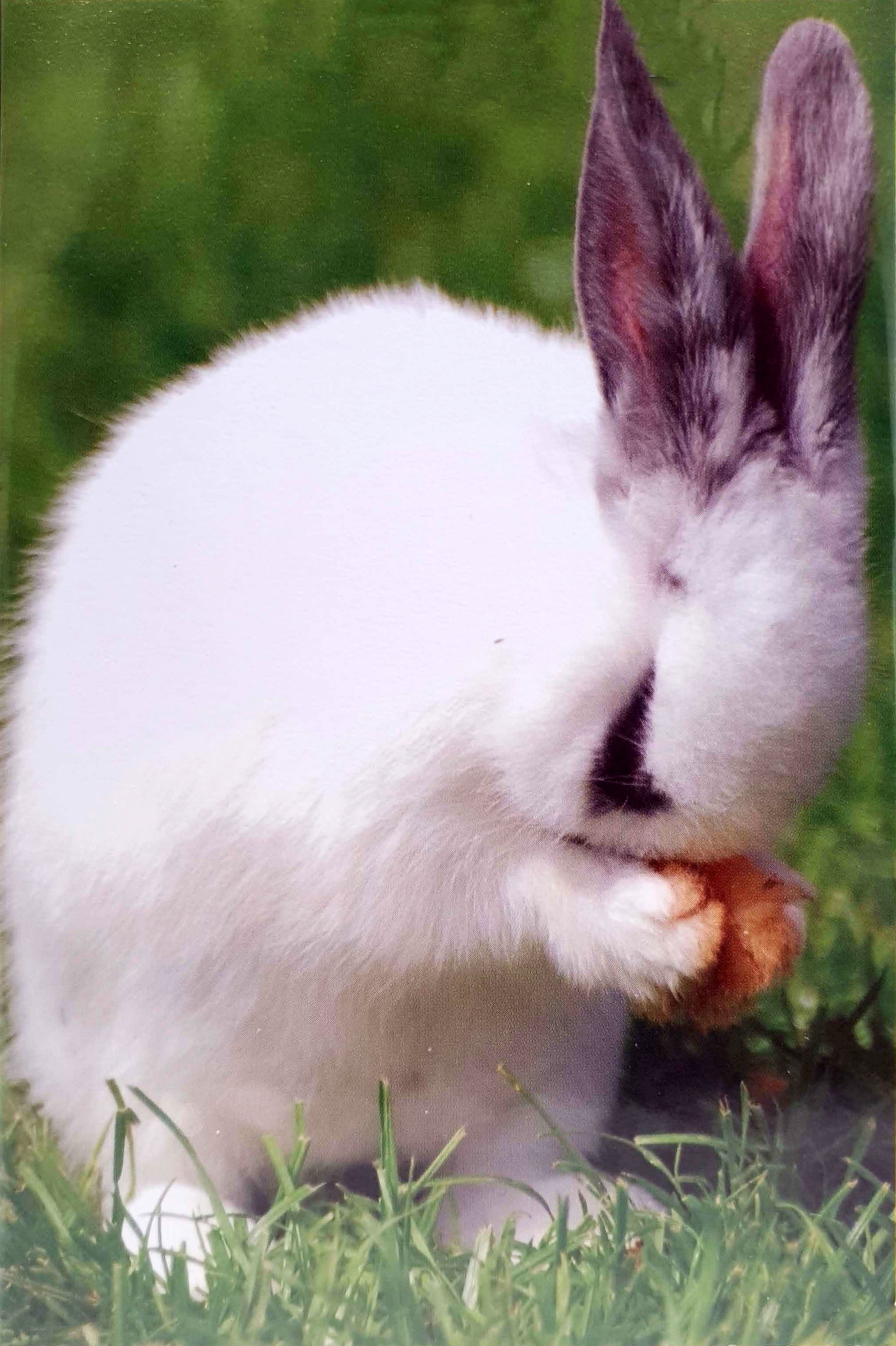 Nice Easter Card - Rabbit On Green Lawn